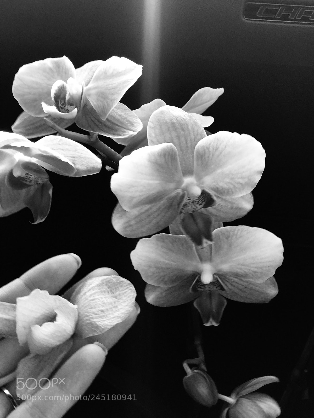 Apple iPhone 7 Plus sample photo. Orchids of grief ll photography
