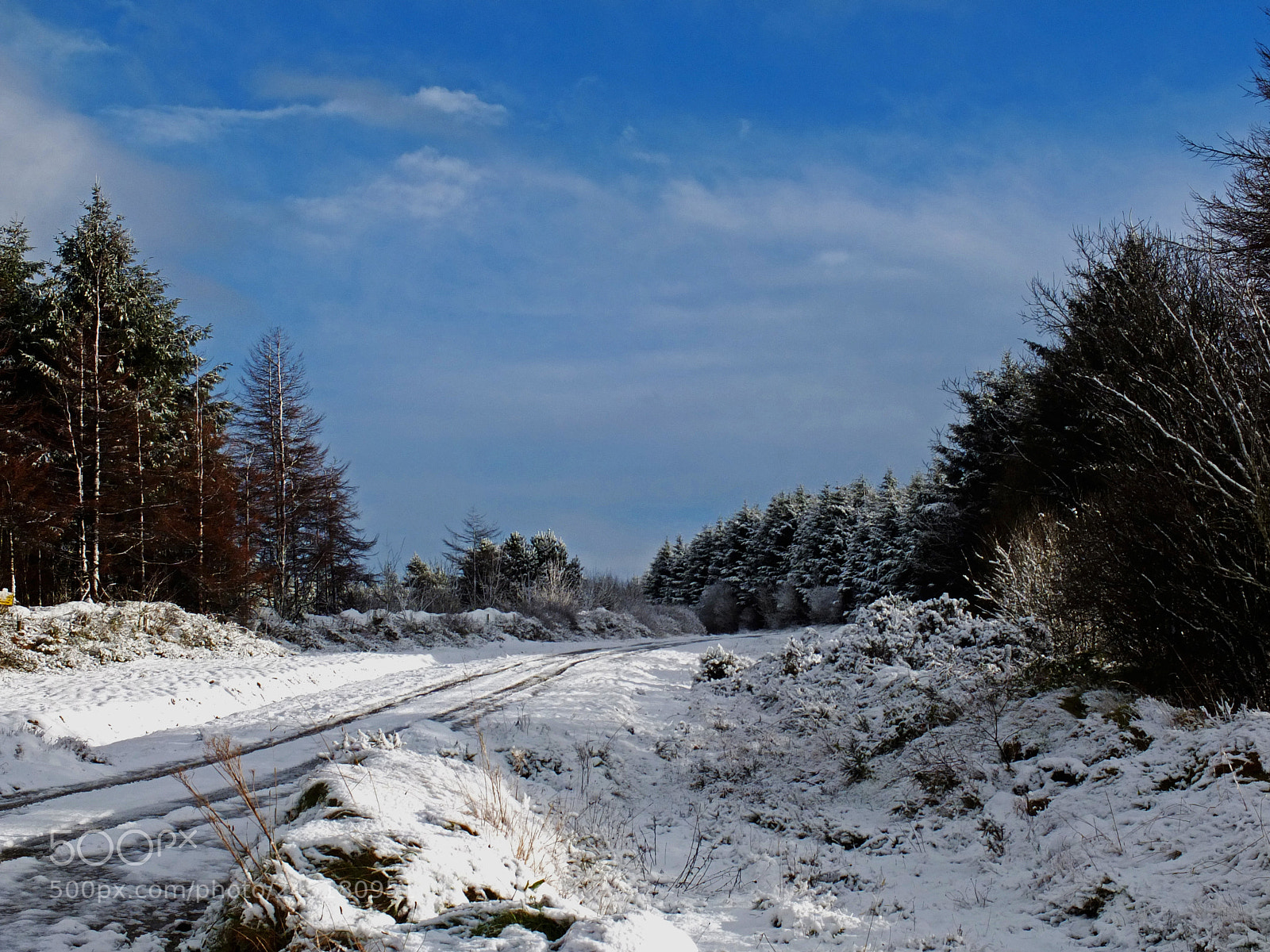 Fujifilm X10 sample photo. Snowy woods photography