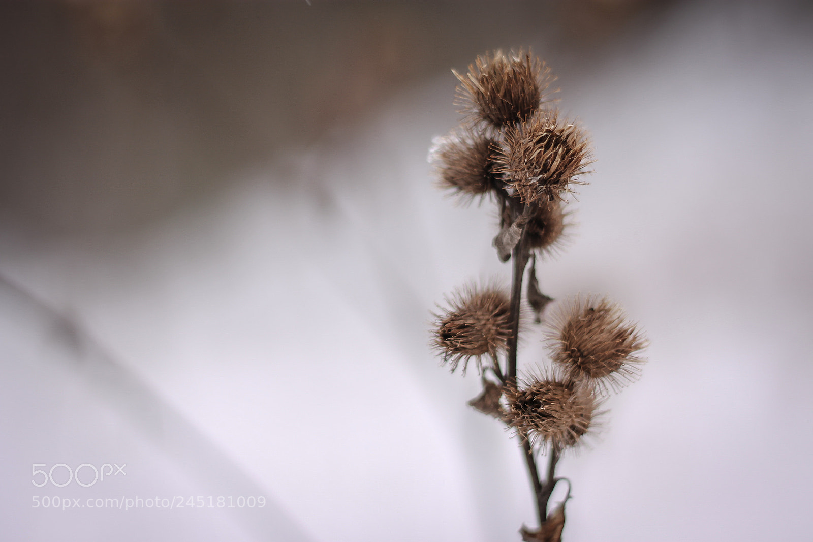 Canon EOS 1100D (EOS Rebel T3 / EOS Kiss X50) sample photo. Winter bur photography
