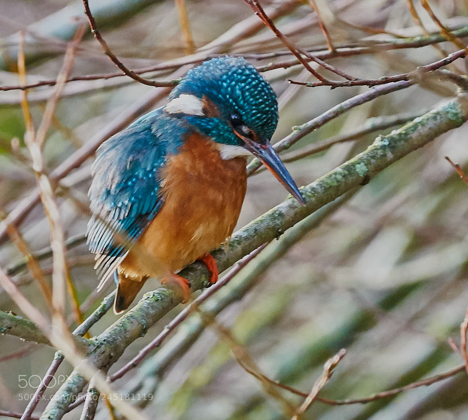 Nikon D300S sample photo. The kingfisher photography