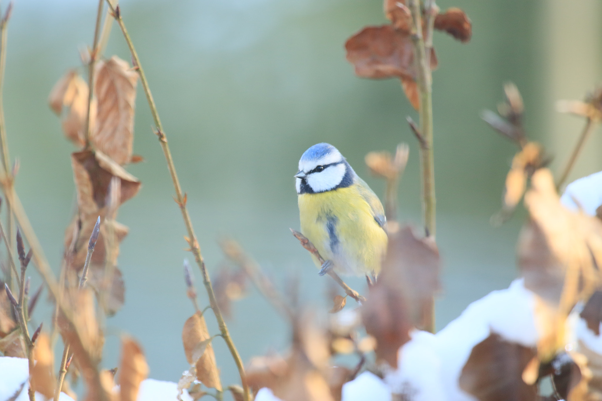 Canon EF 100-400mm F4.5-5.6L IS USM sample photo. Blue tit photography