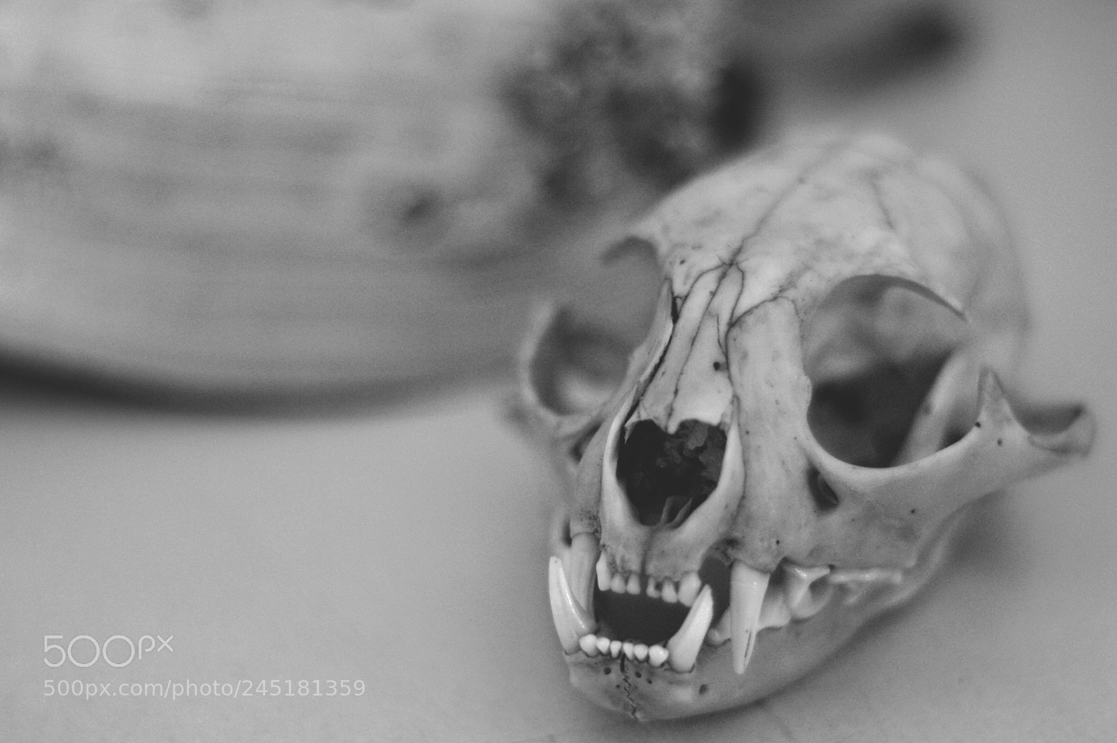 Nikon D3200 sample photo. Skeleton, photography