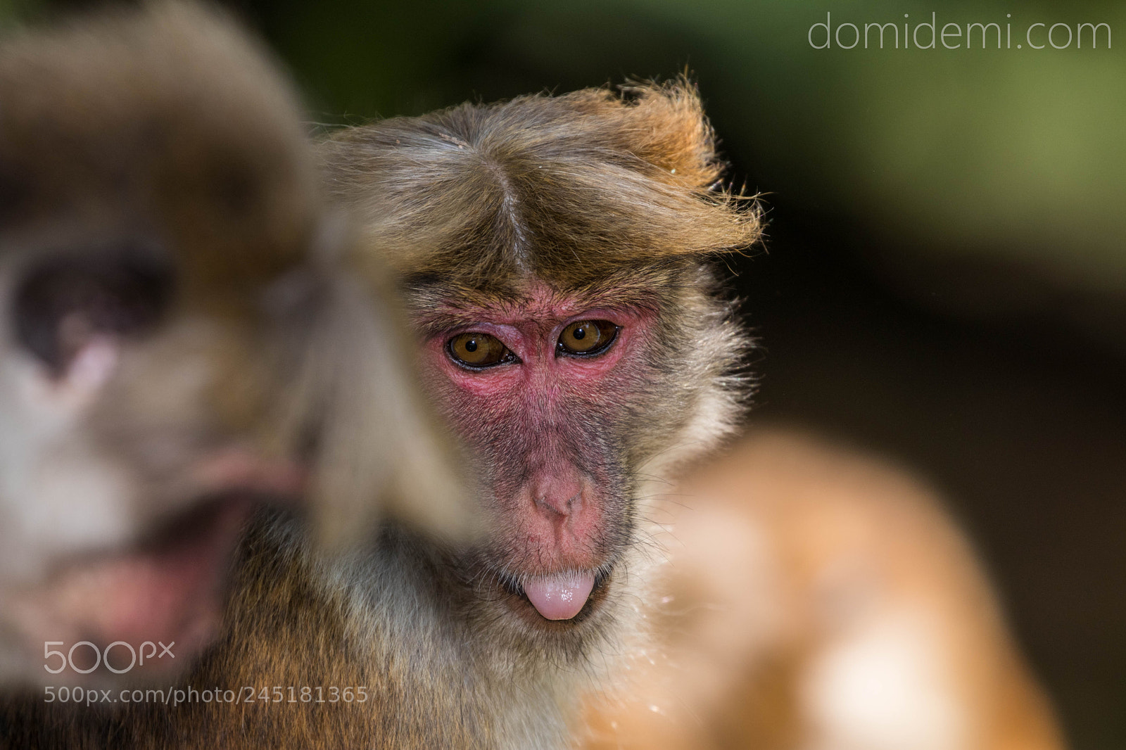 Canon EOS 80D sample photo. Toque macaque pointing her photography