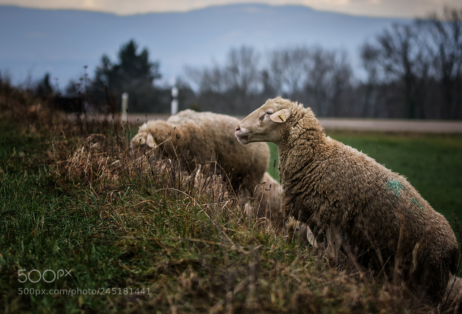 Nikon D7100 sample photo. Sheep one photography