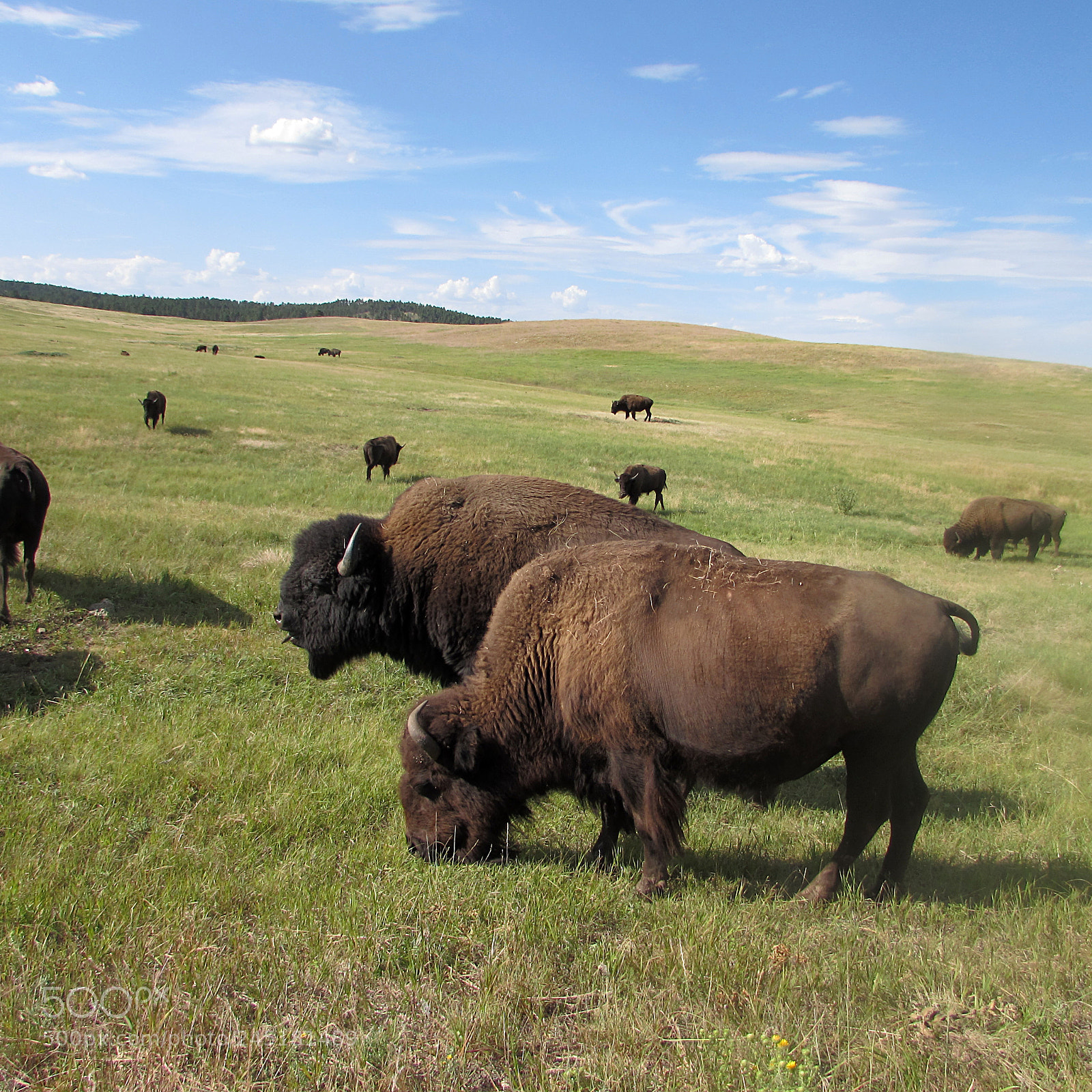 Canon PowerShot SX510 HS sample photo. Buffalo photography