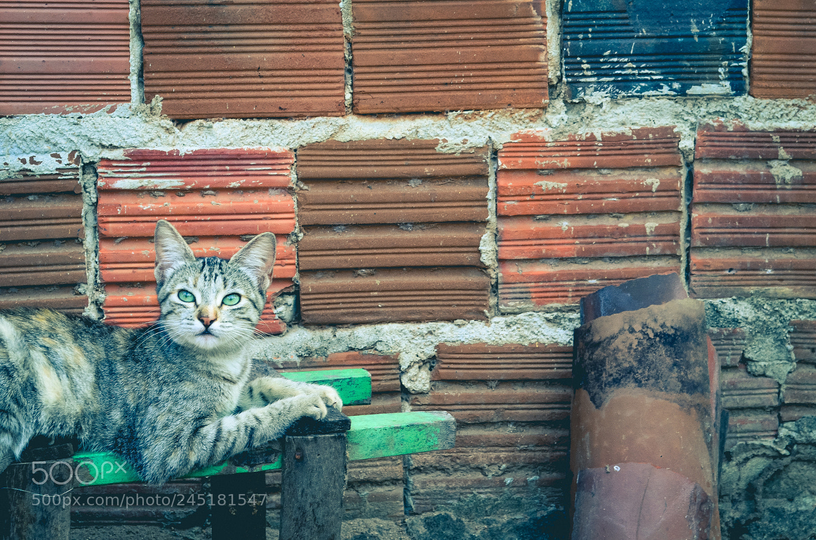 Nikon D5100 sample photo. Cleonice photography