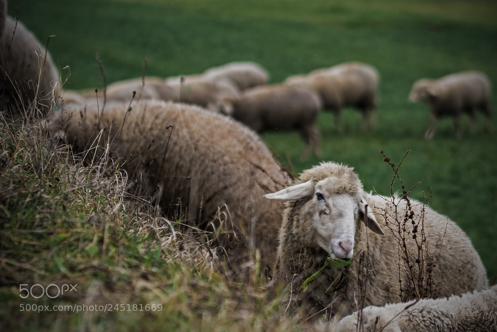 Nikon D7100 sample photo. Sheep two photography