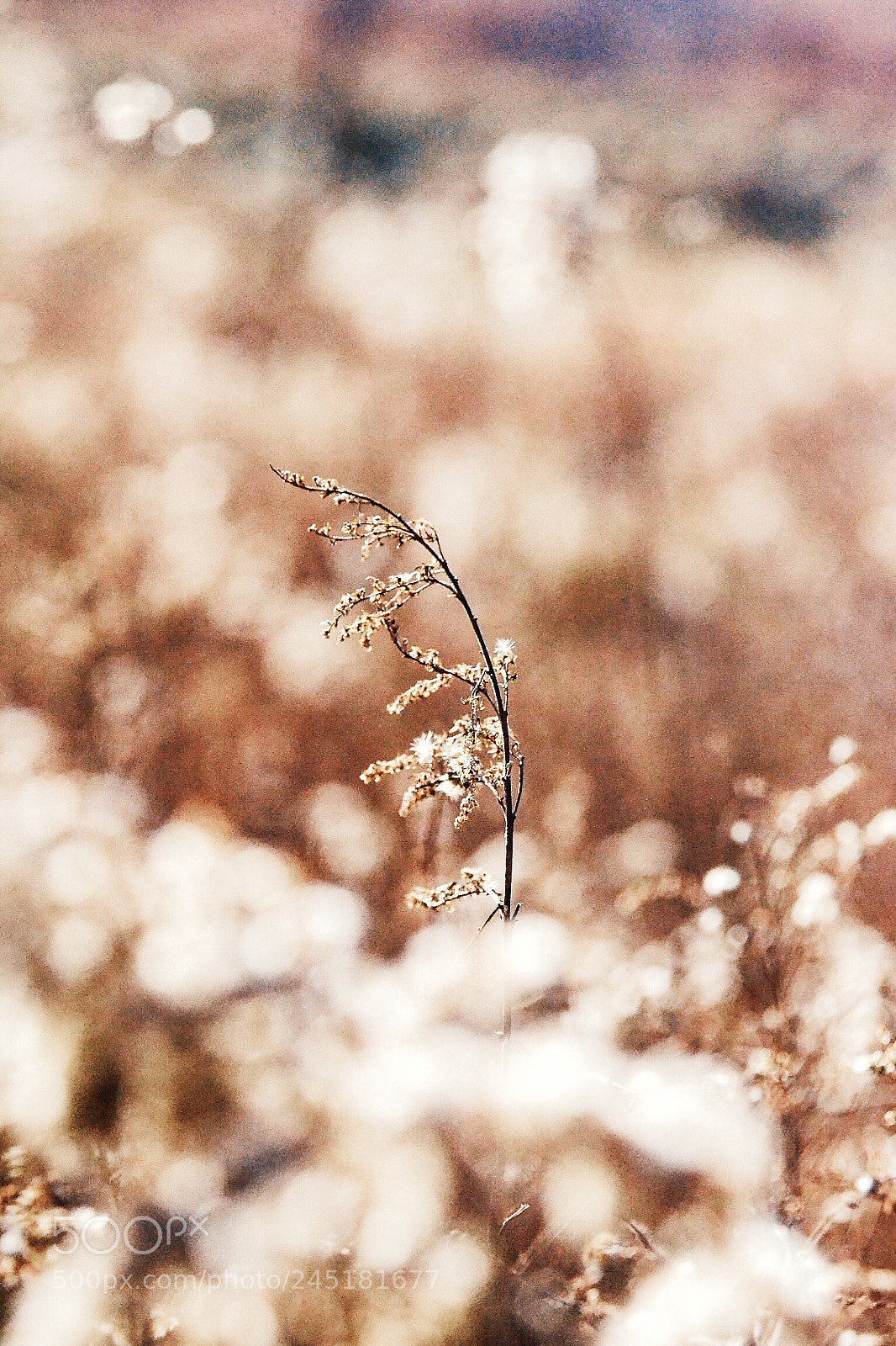 Nikon D3100 sample photo. Memories from the trail. photography