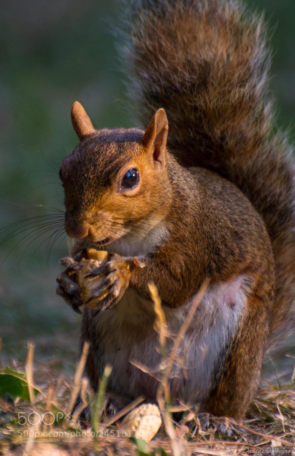 Nikon D7100 sample photo. Squirrel photography