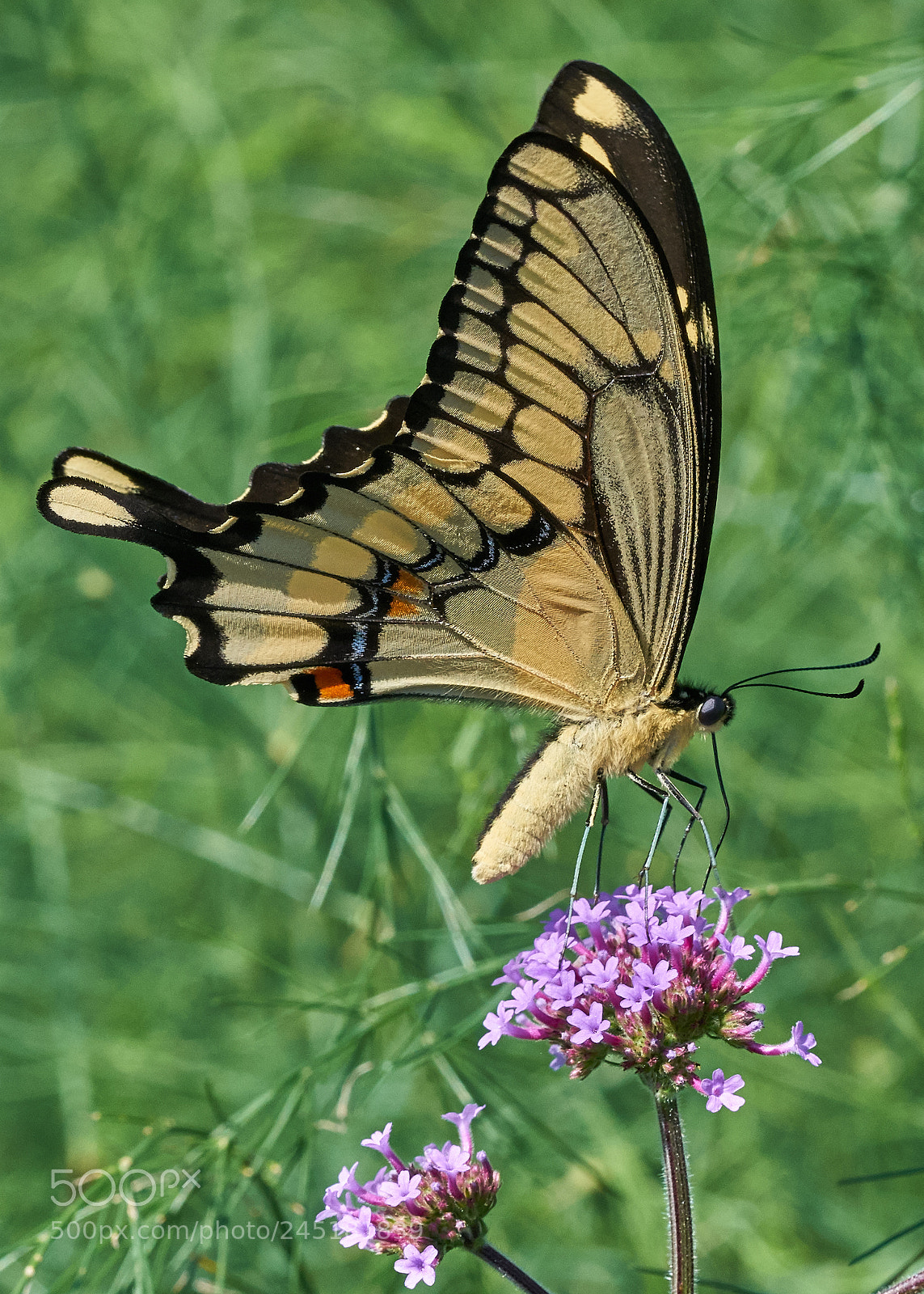 Sony a7R II sample photo. Giant swallowtail photography