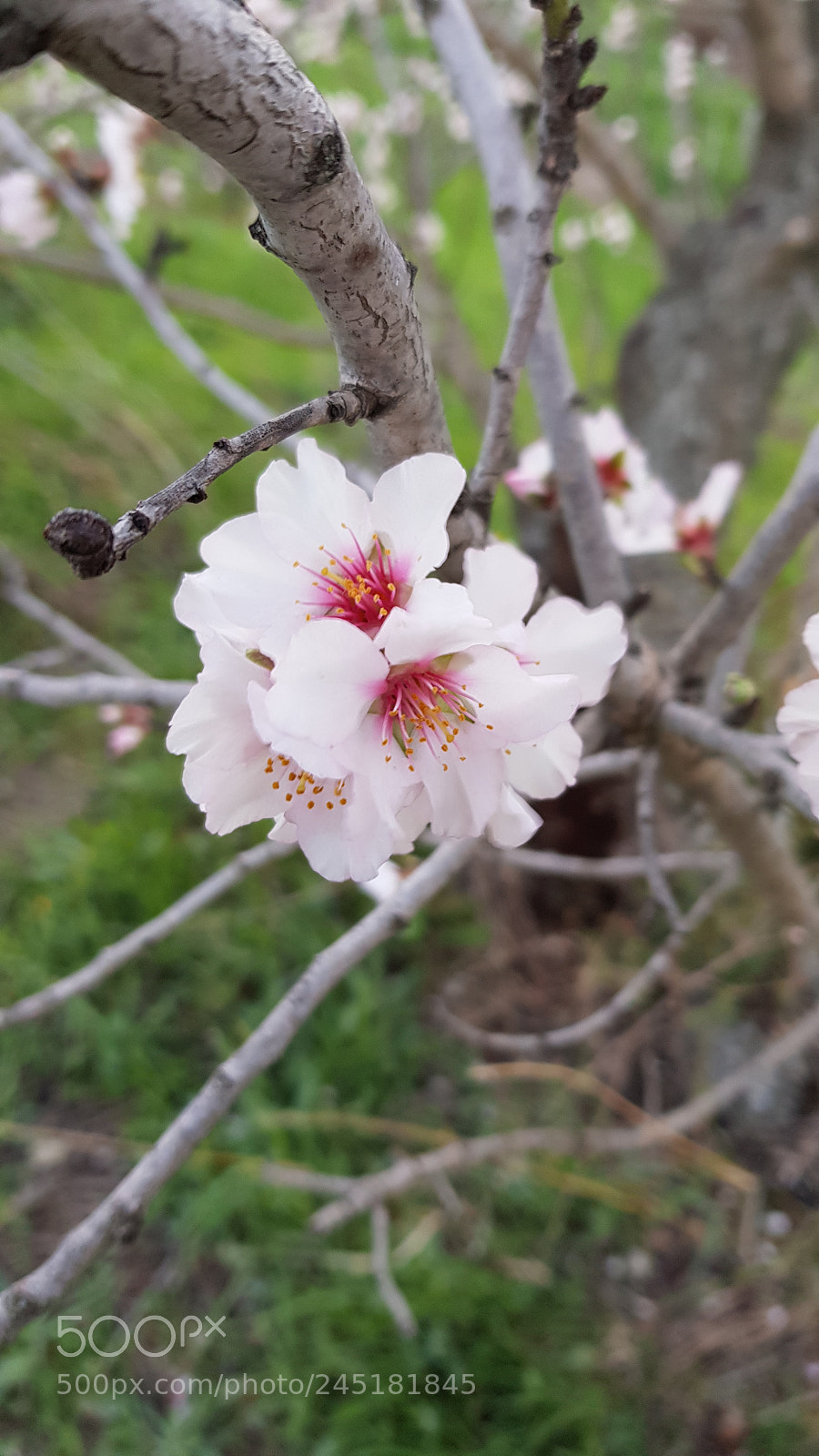 Samsung Galaxy S8 sample photo. Untitled photography