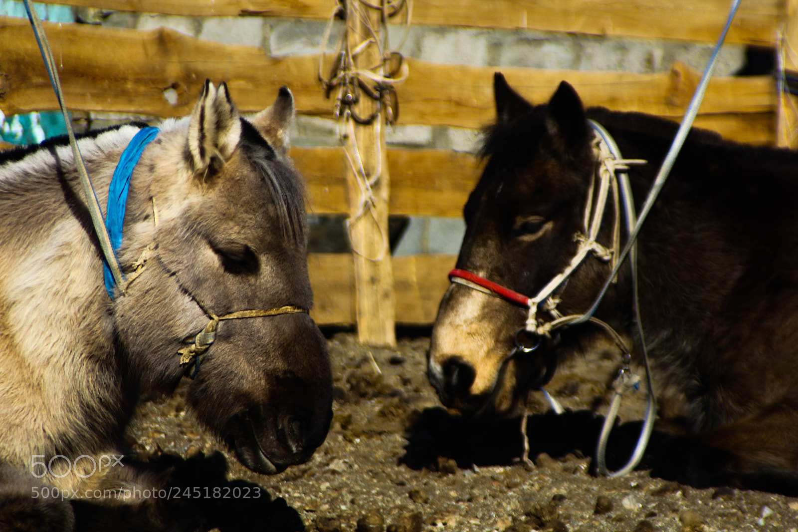 Canon EOS 60D sample photo. Img photography