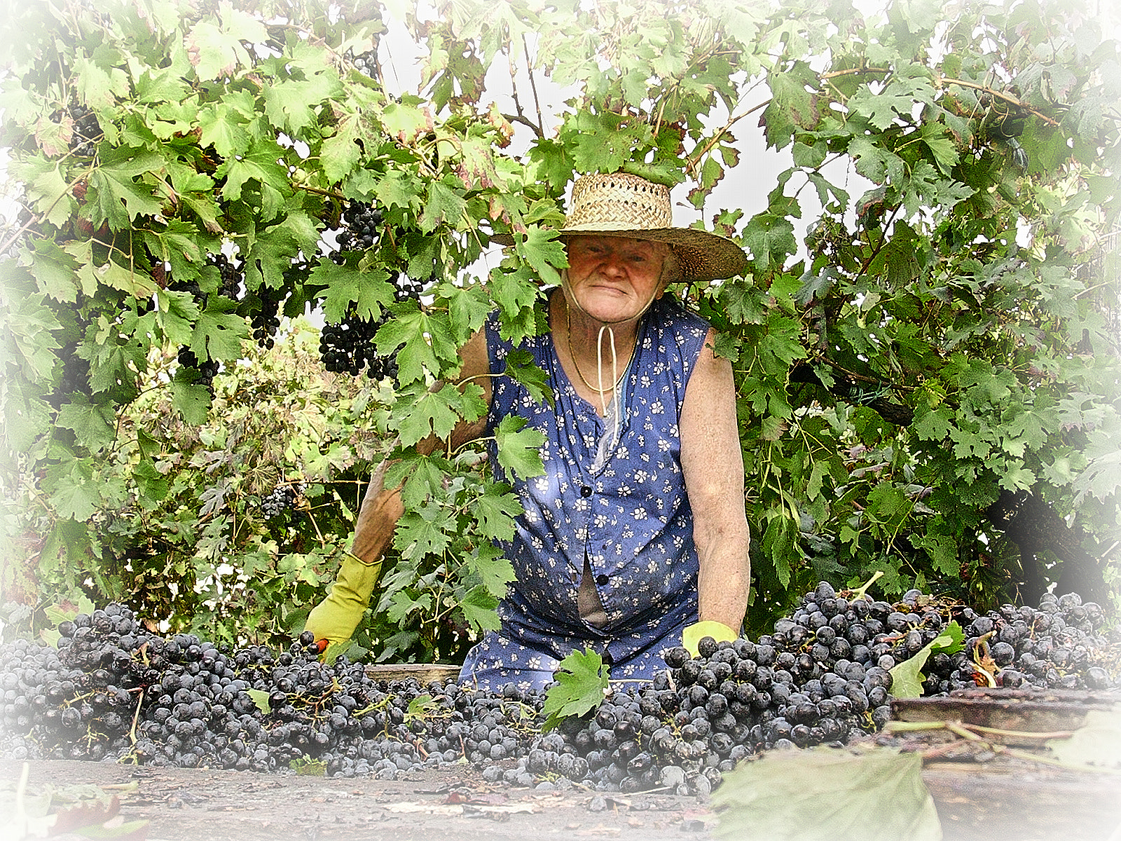 Nikon SQ sample photo. Grape harvest photography