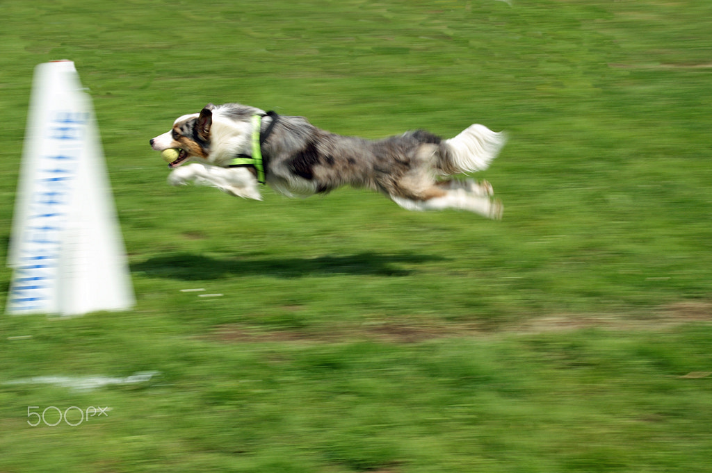 KONICA MINOLTA DYNAX 7D sample photo. Flyball photography