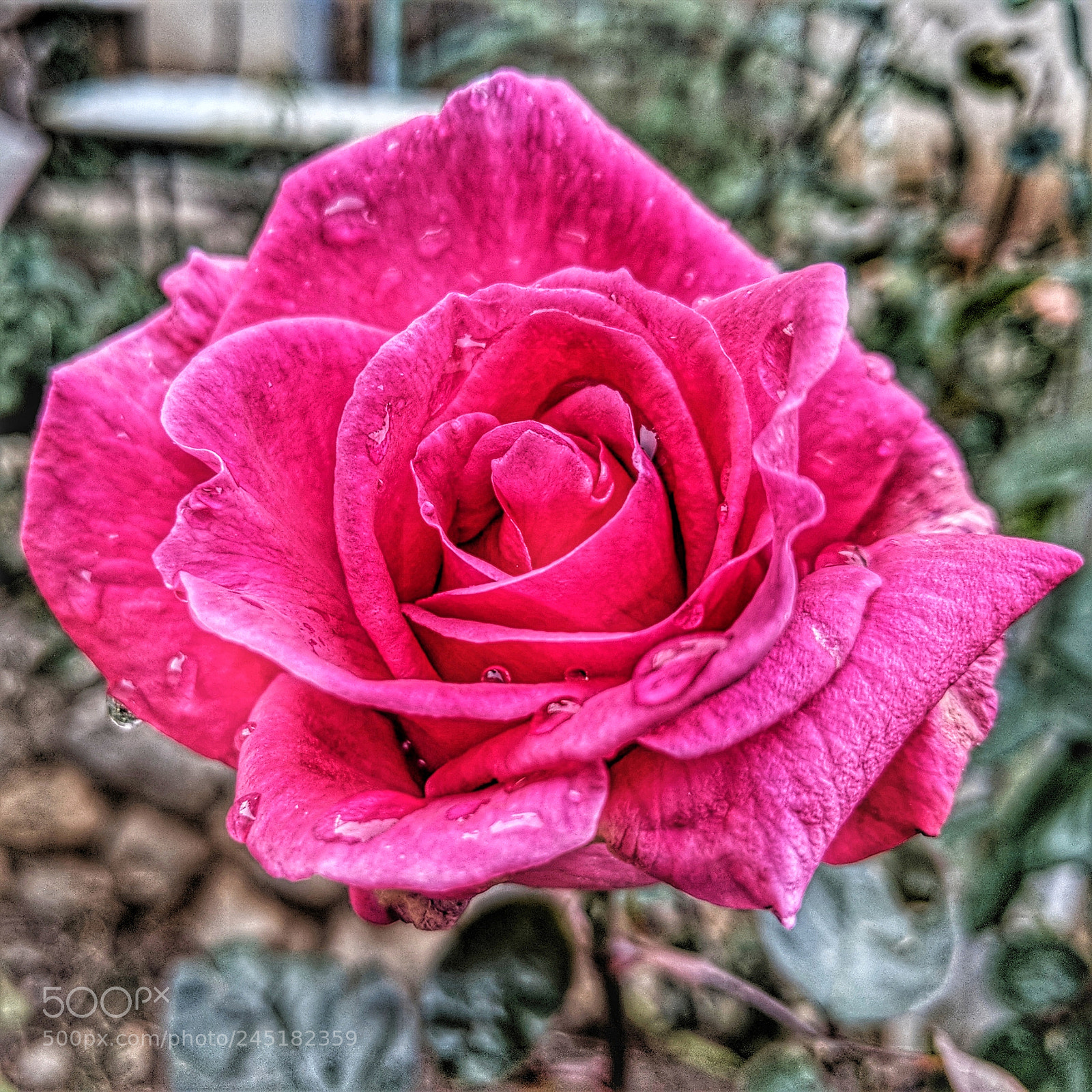 Google Pixel 2 XL sample photo. Mvimg_20180204_071759-01.jpg photography