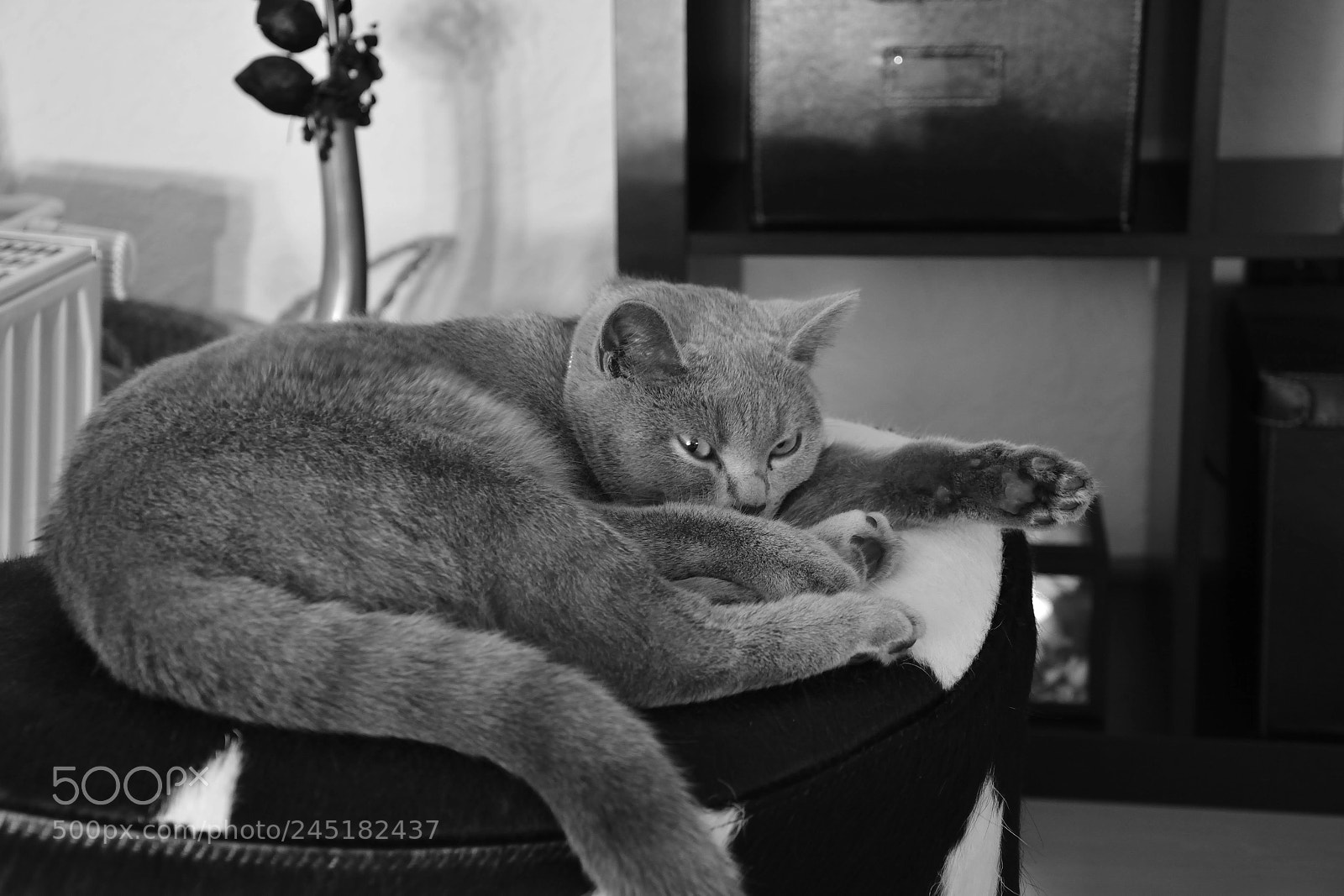 Nikon D5200 sample photo. Untitled photography