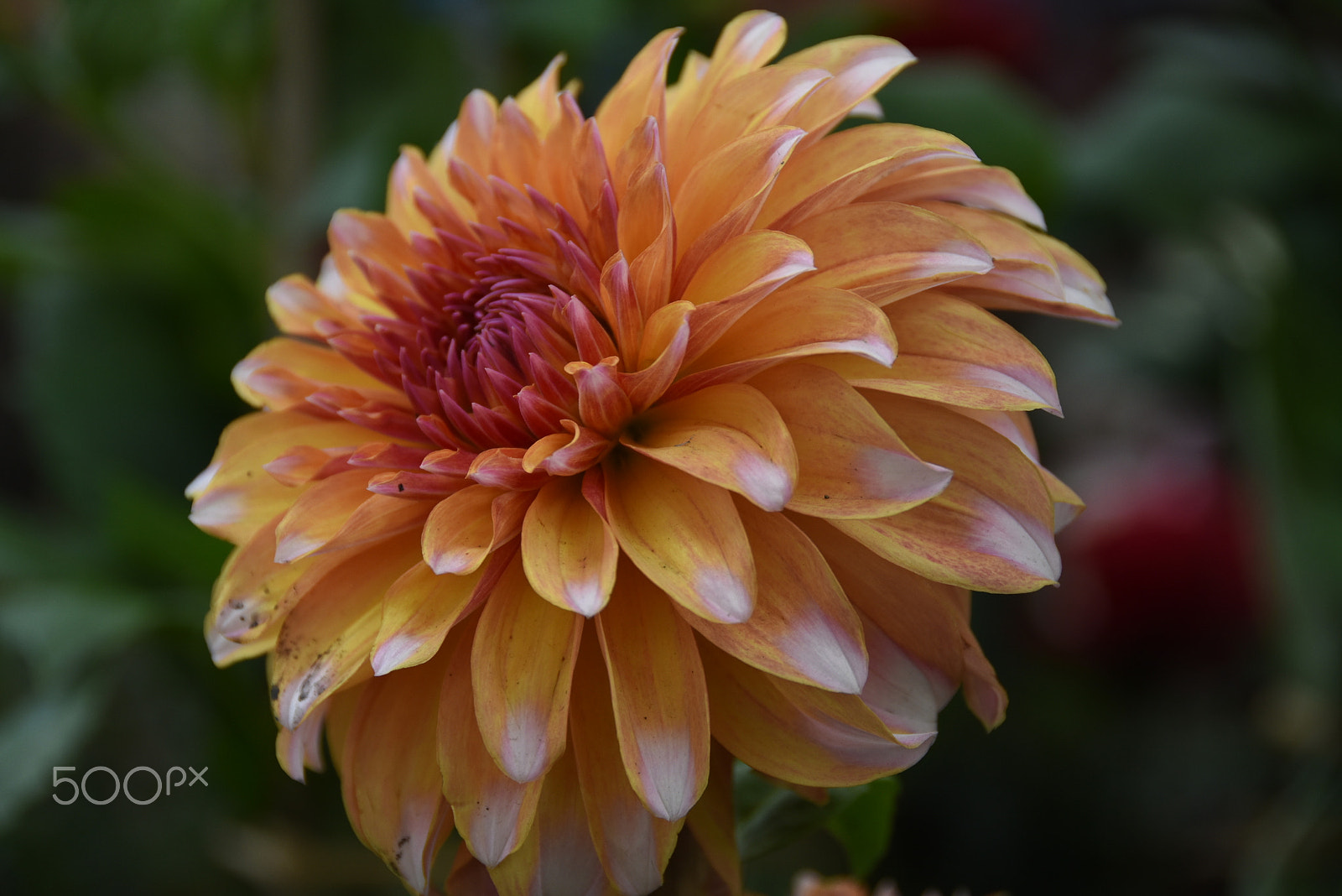 Nikon D7200 sample photo. Arrival of spring photography