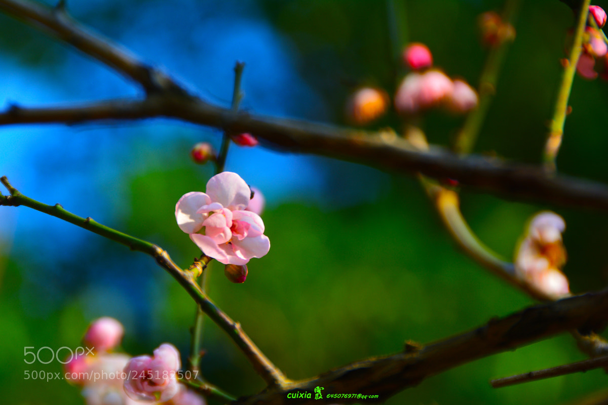 Nikon D5200 sample photo. 梅花the plum blossom photography