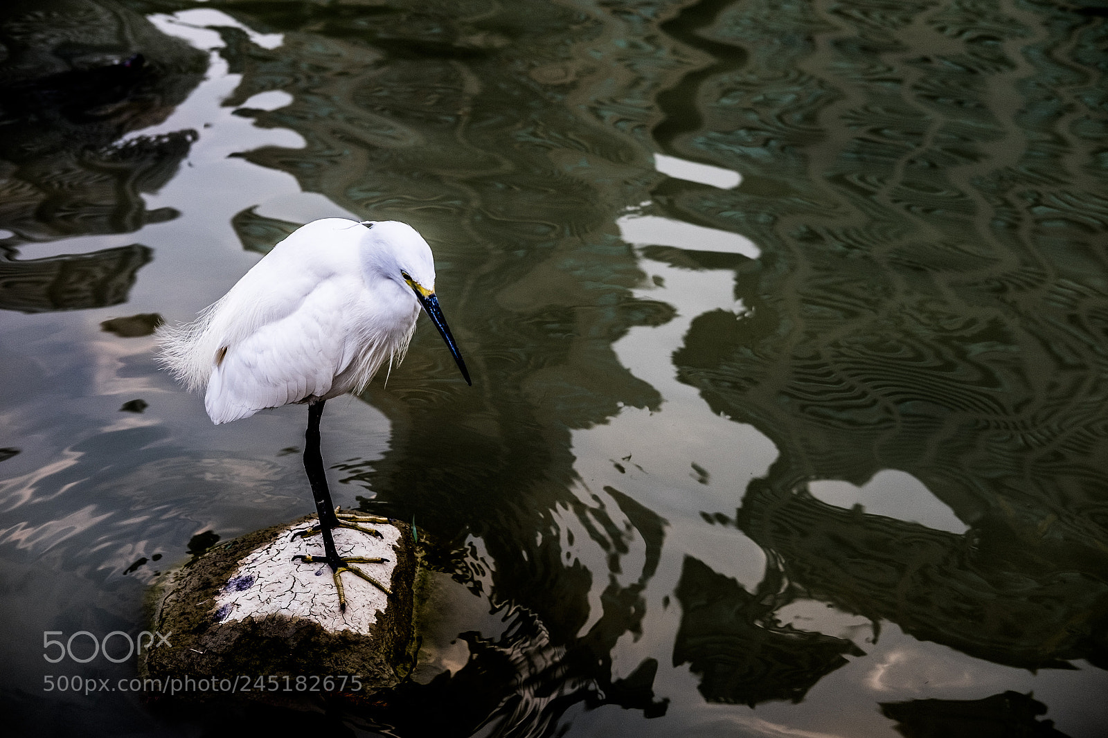 Fujifilm X-T1 sample photo. Egret 1 photography