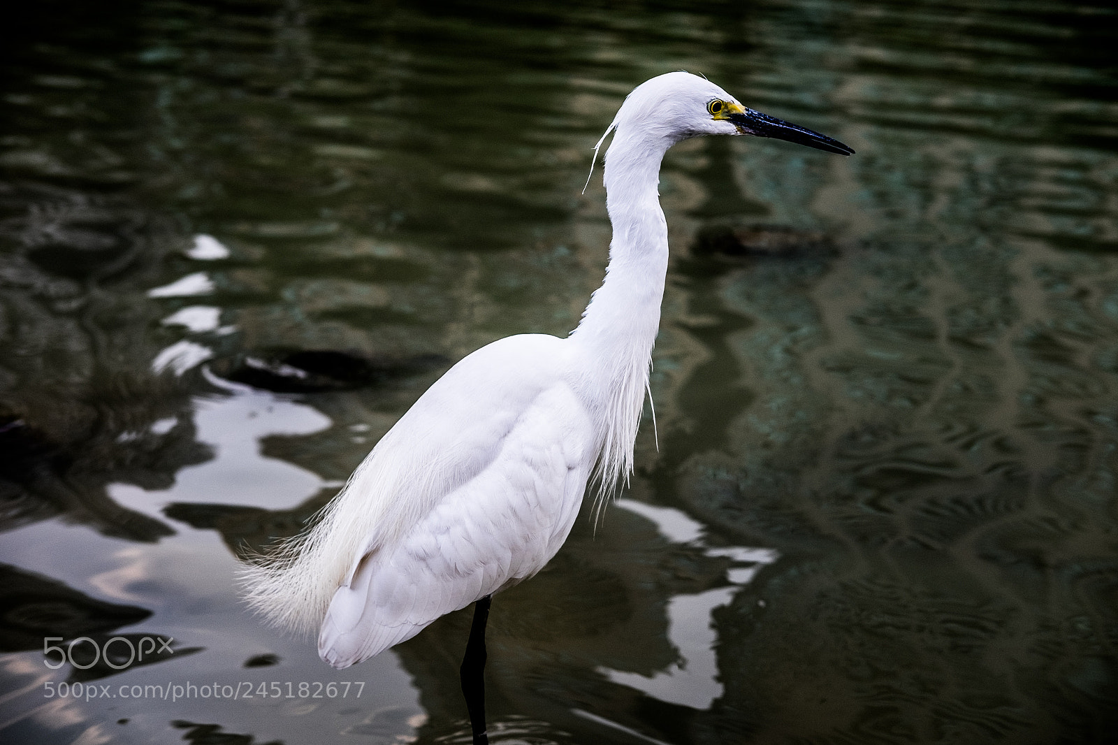 Fujifilm X-T1 sample photo. Egret 2 photography