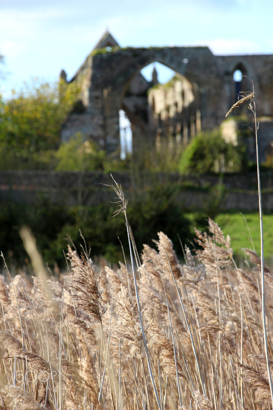 Canon EOS 100D (EOS Rebel SL1 / EOS Kiss X7) sample photo. Roseaux gothiques photography
