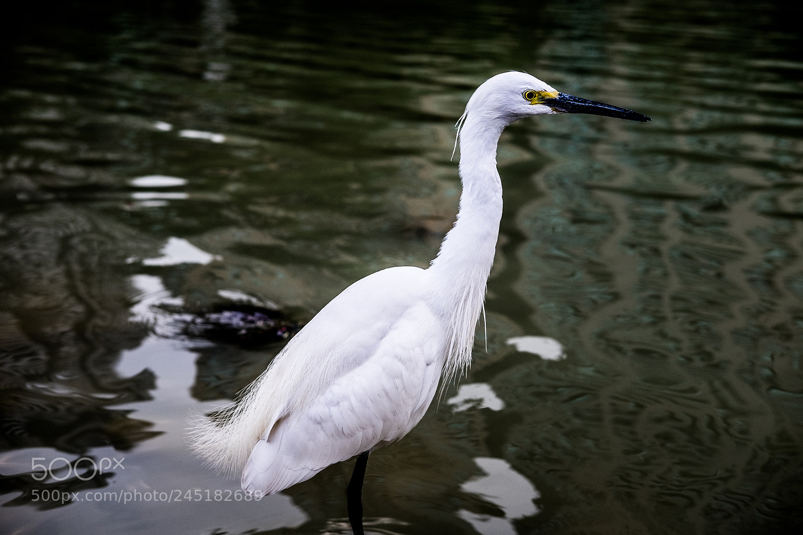 Fujifilm X-T1 sample photo. Egret 3 photography