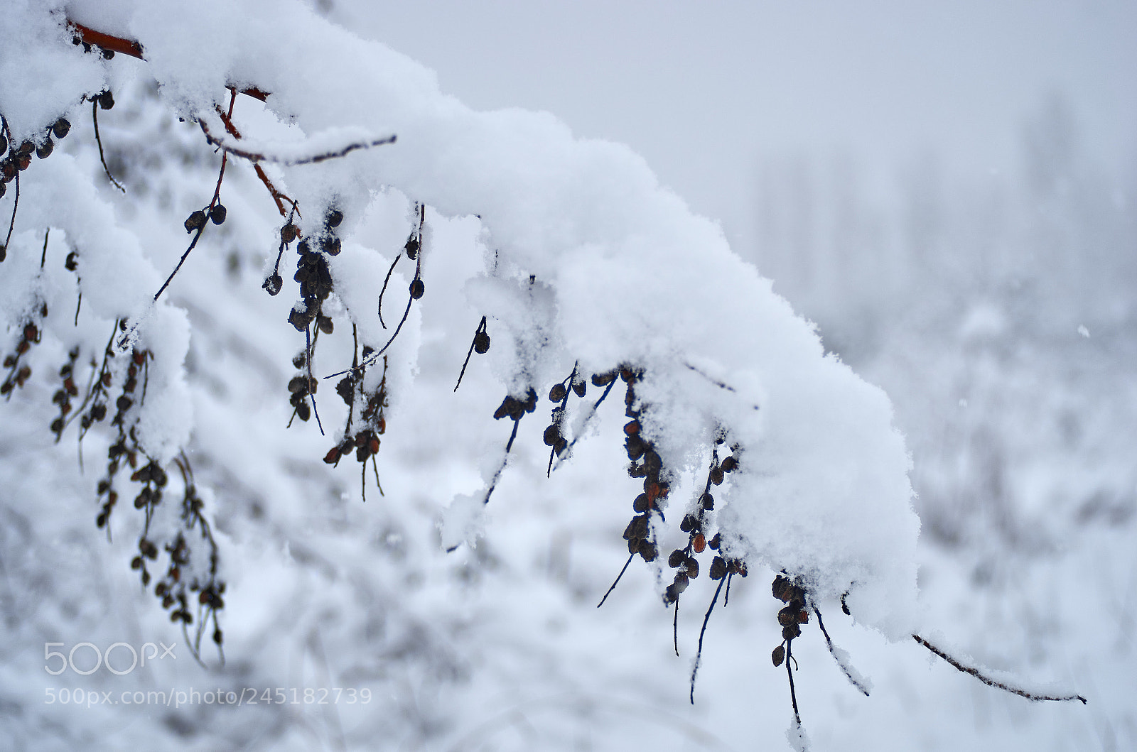Pentax K-5 II sample photo. Branch under snow photography