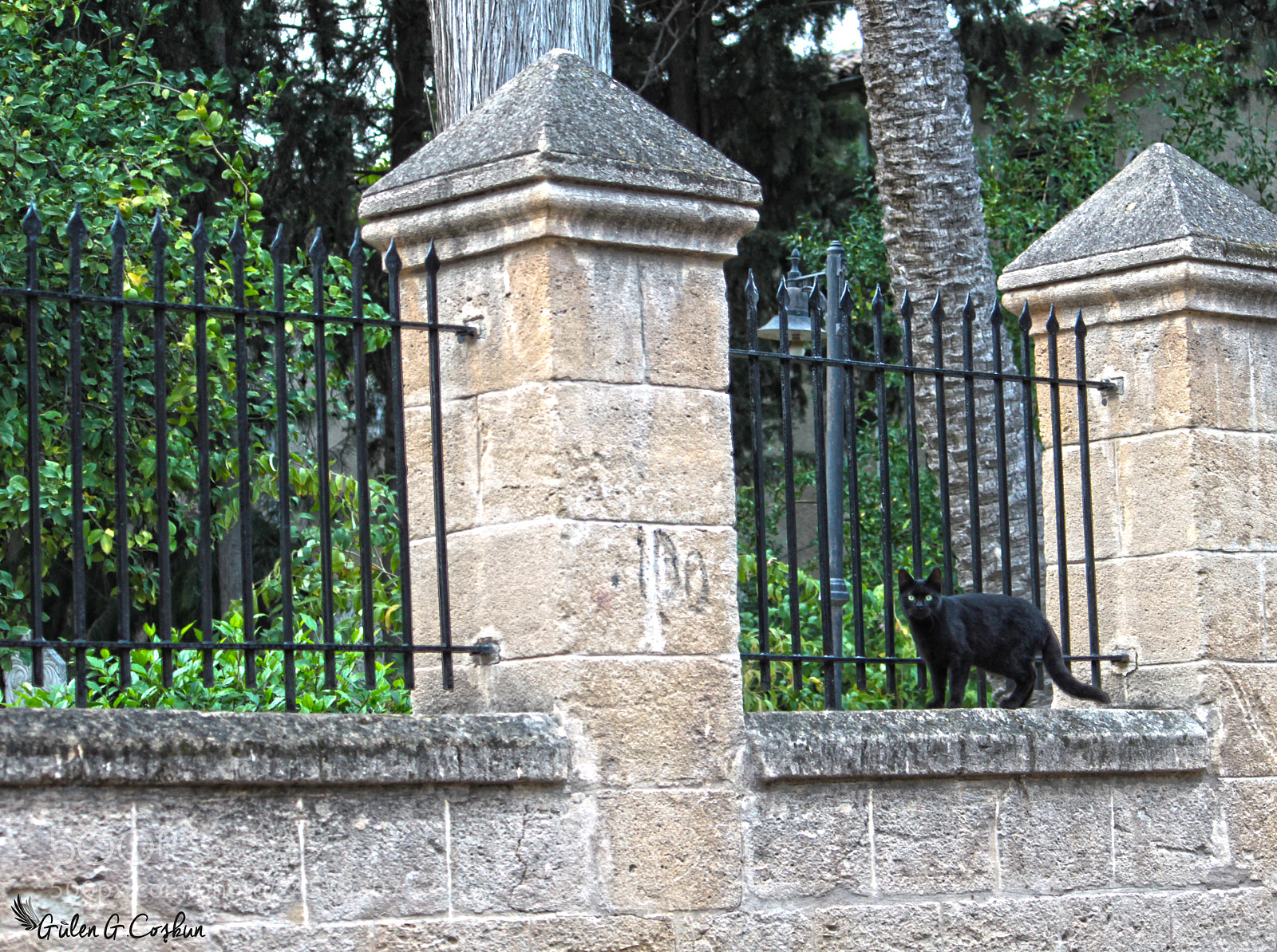 Canon EOS 500D (EOS Rebel T1i / EOS Kiss X3) sample photo. The cat photography