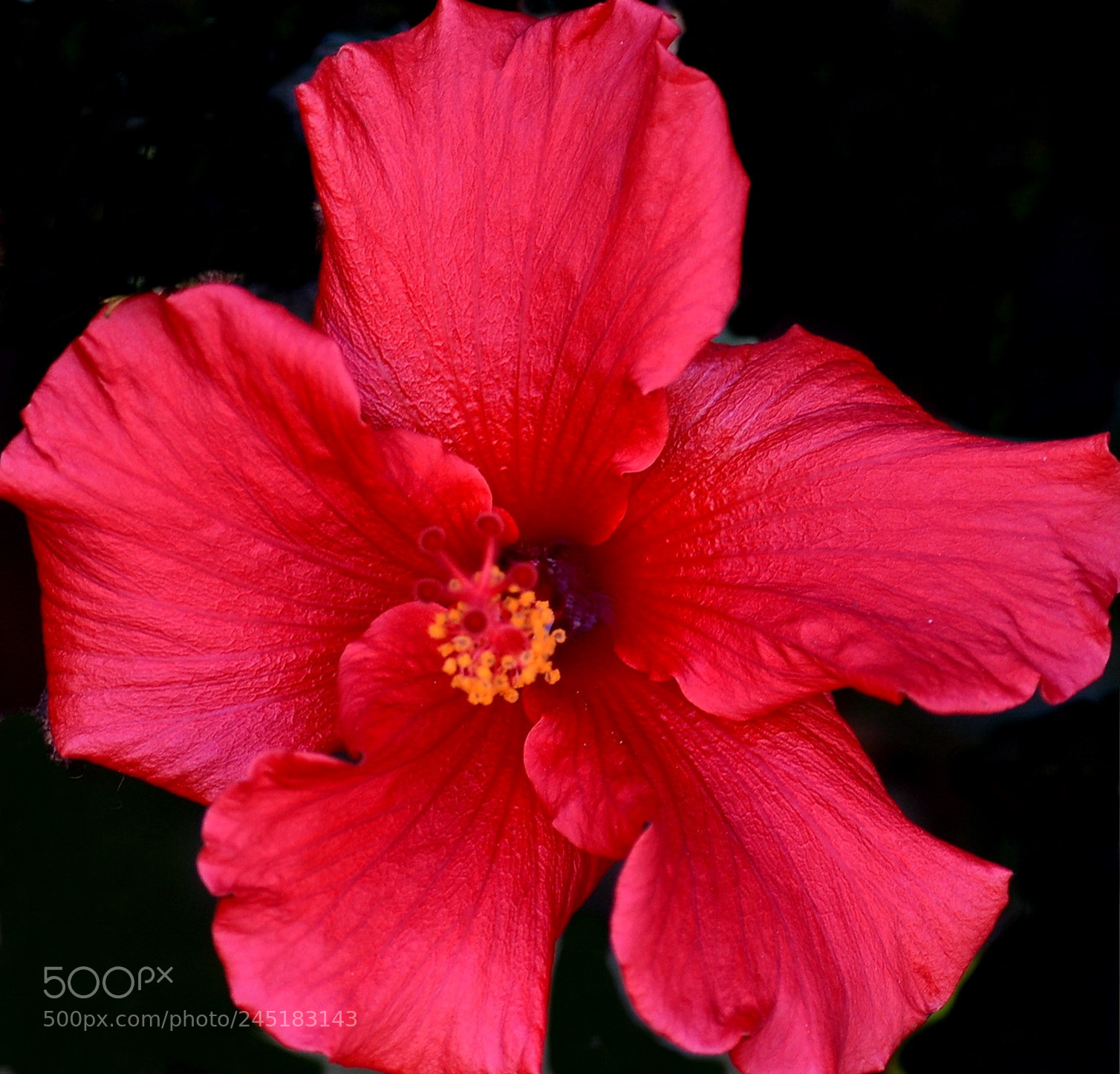 Nikon D7200 sample photo. Red hibiscus flower photography