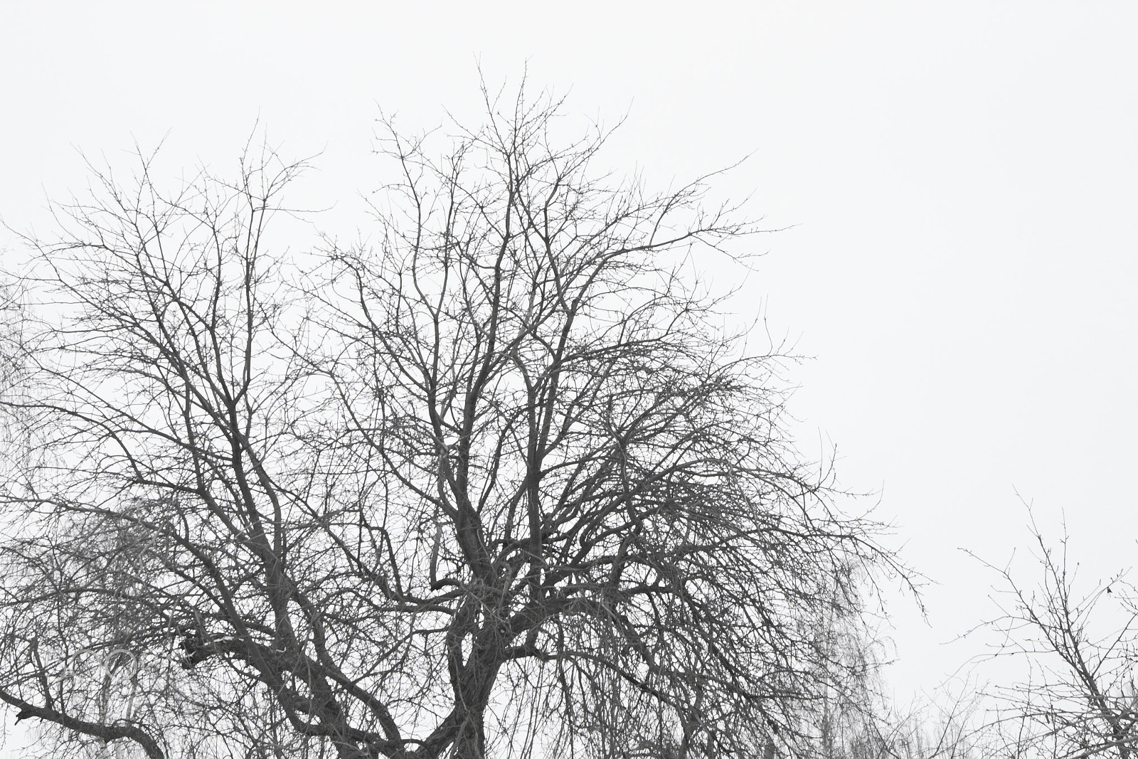 Canon EOS M10 sample photo. Landscape isolated trees photography