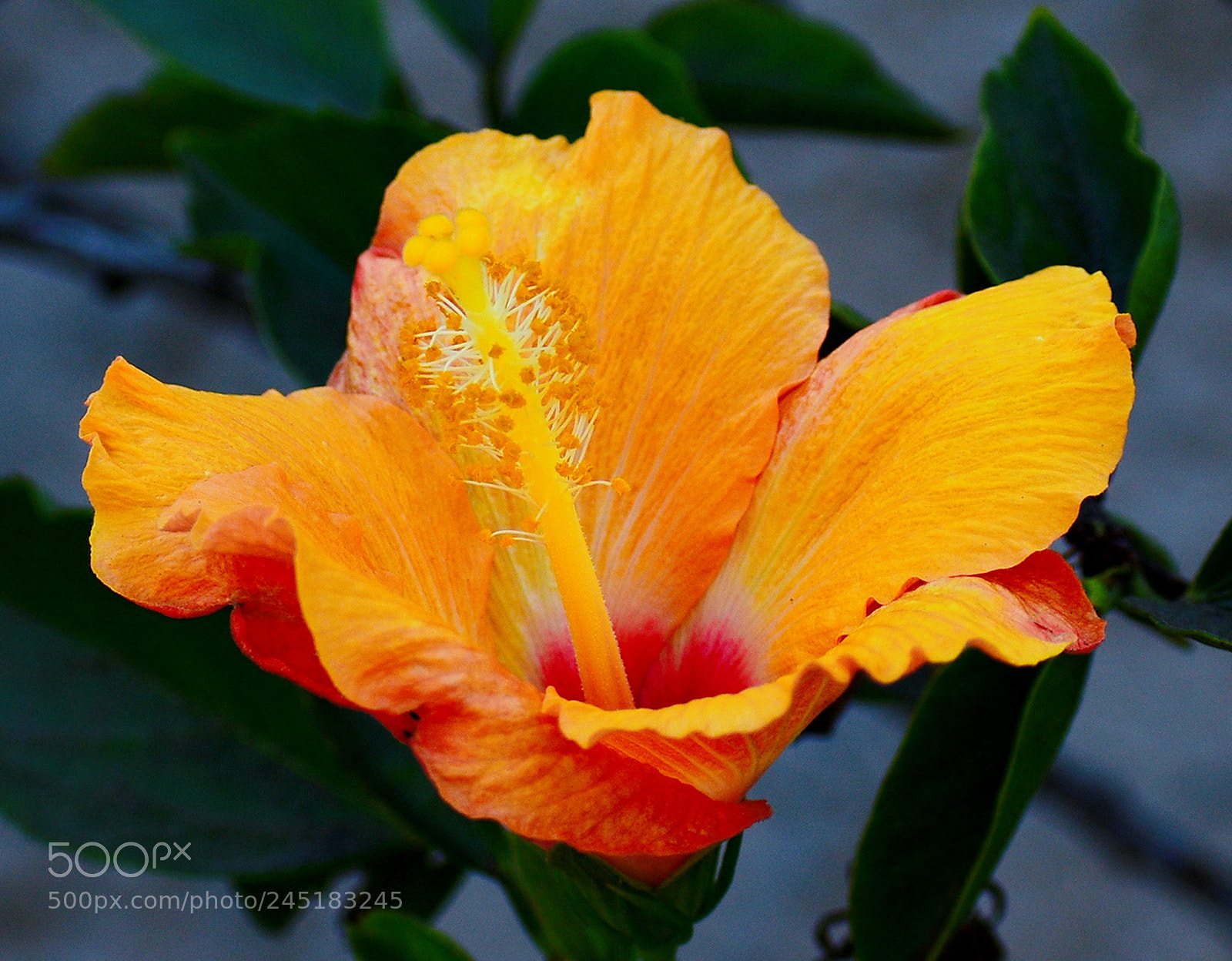 Nikon D7200 sample photo. Gold hibiscus flower photography