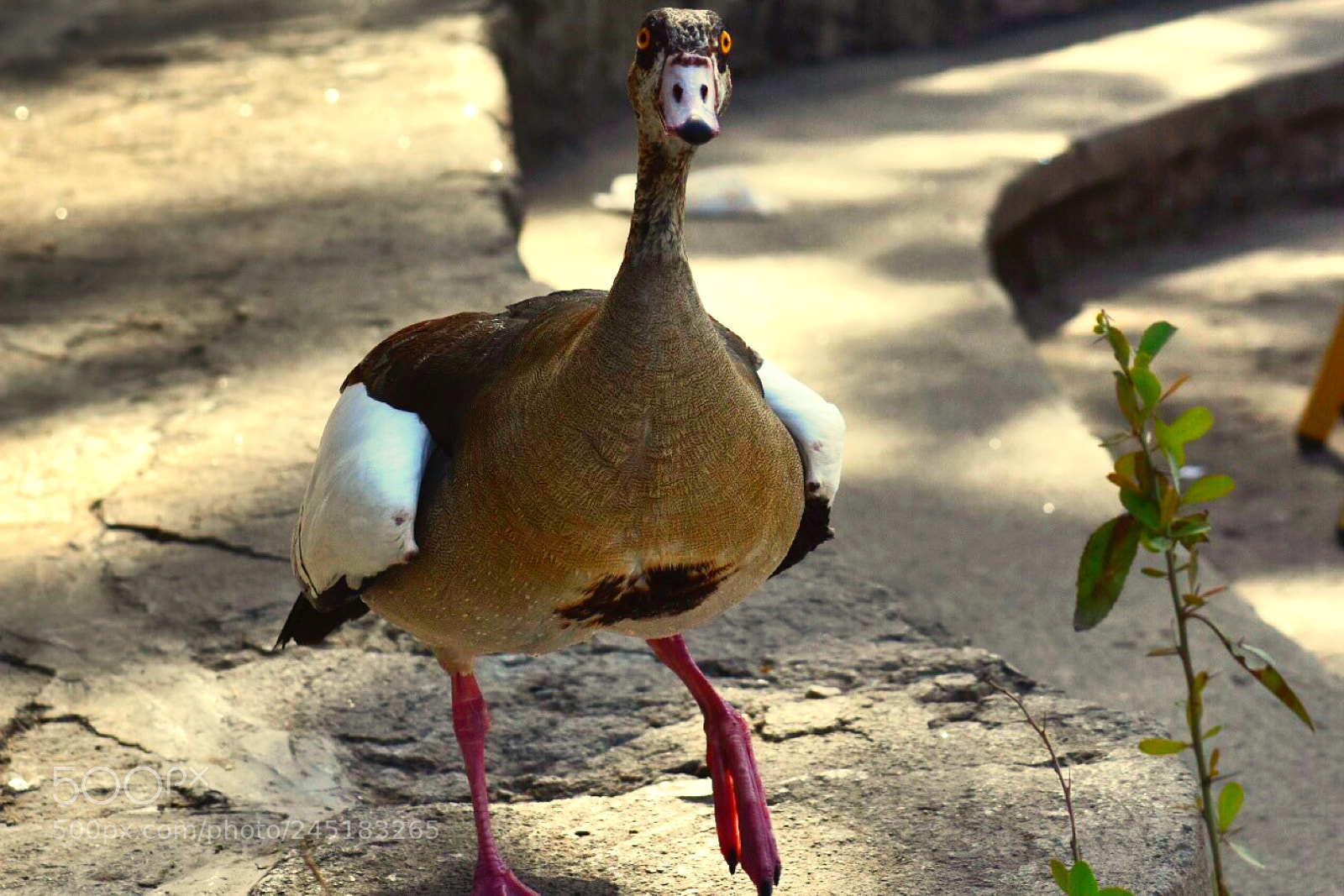Nikon D7200 sample photo. Hawassa bird photography