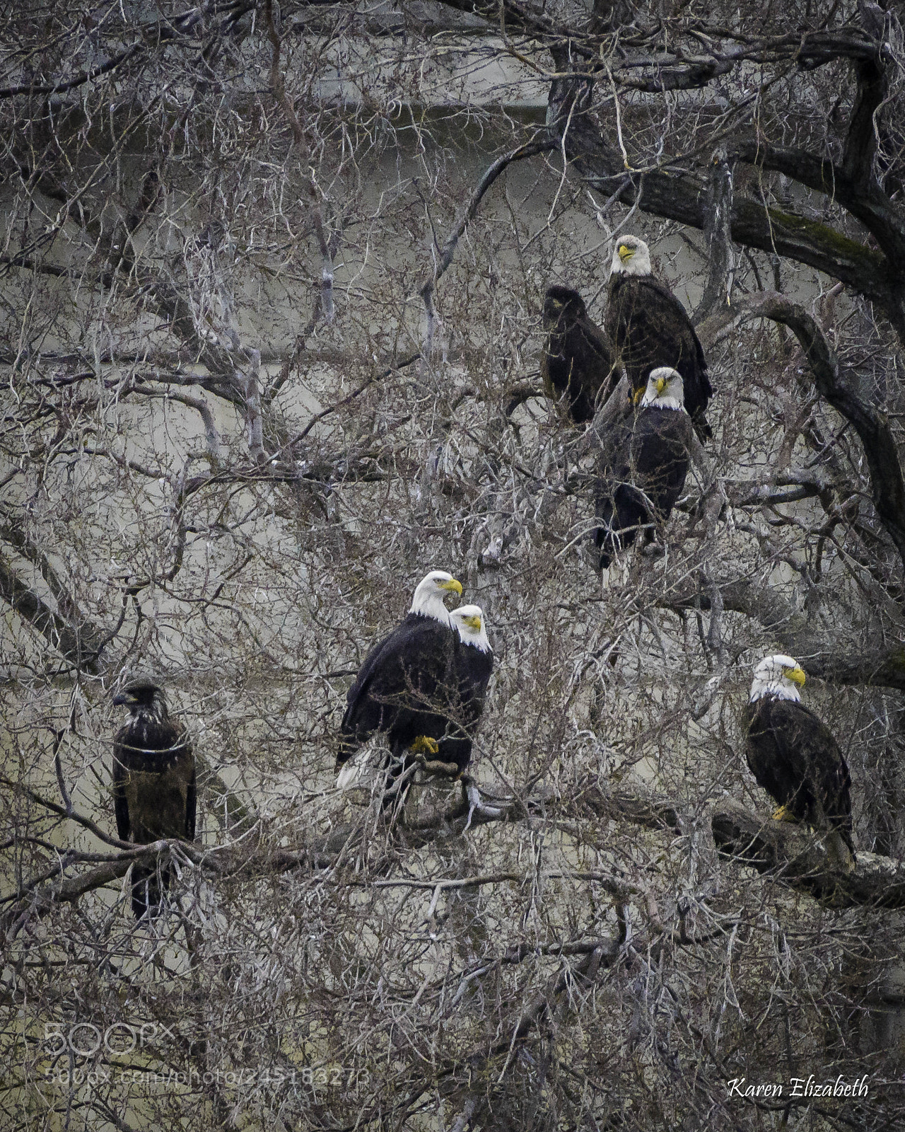 Nikon D600 sample photo. Convocation of bald eagles photography