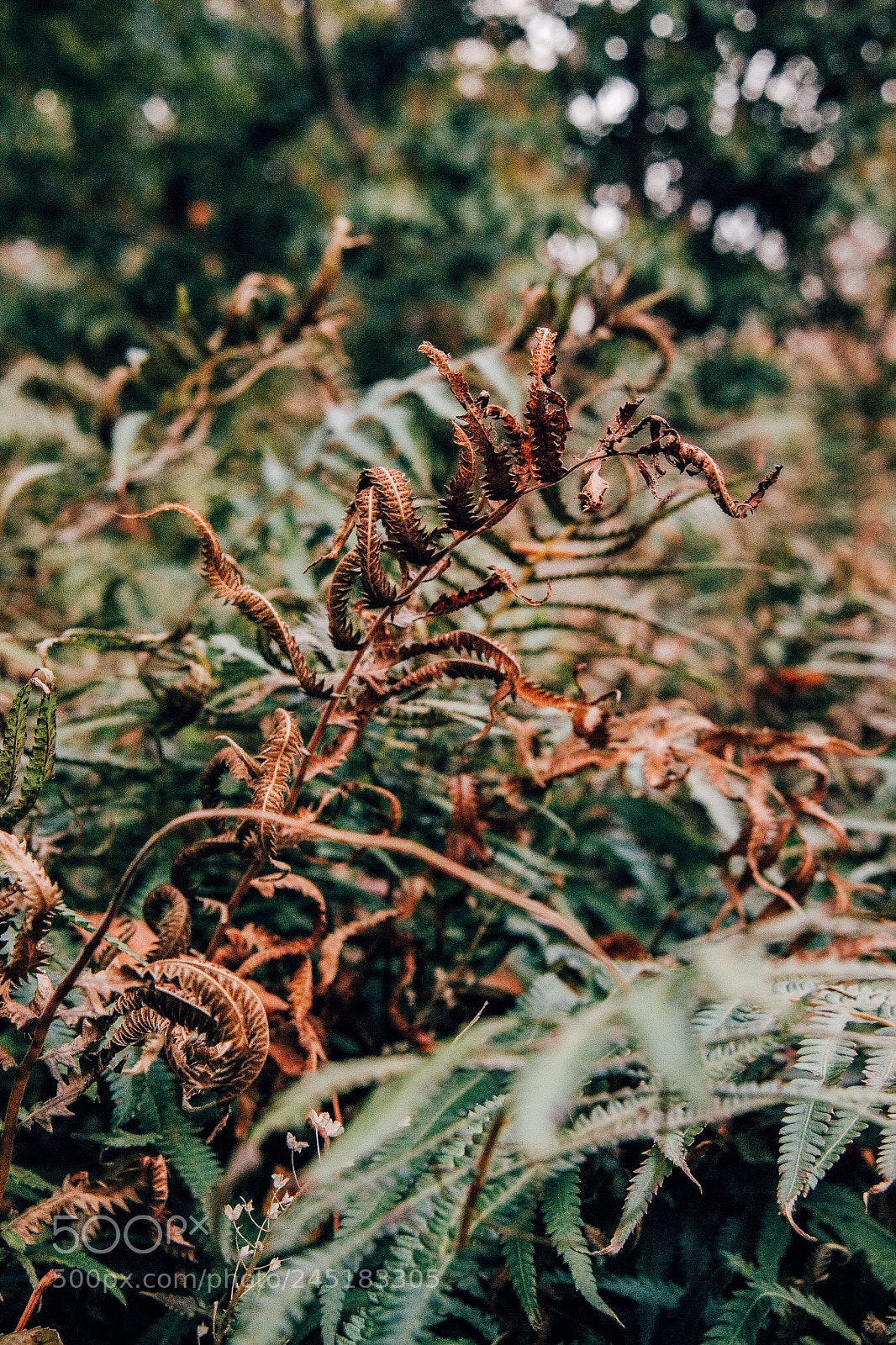 Nikon D3100 sample photo. Old ferns ? photography