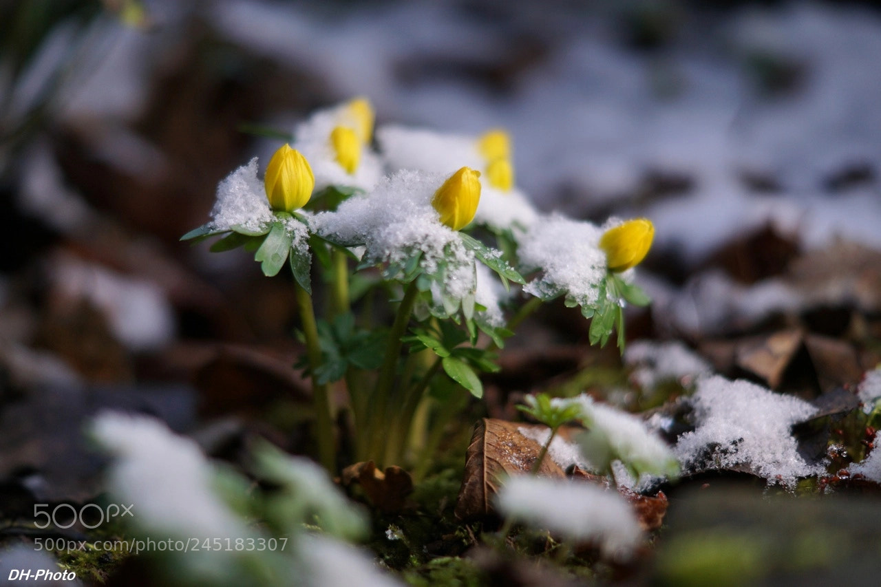 Sony ILCA-77M2 sample photo. Winter aconite in snow photography