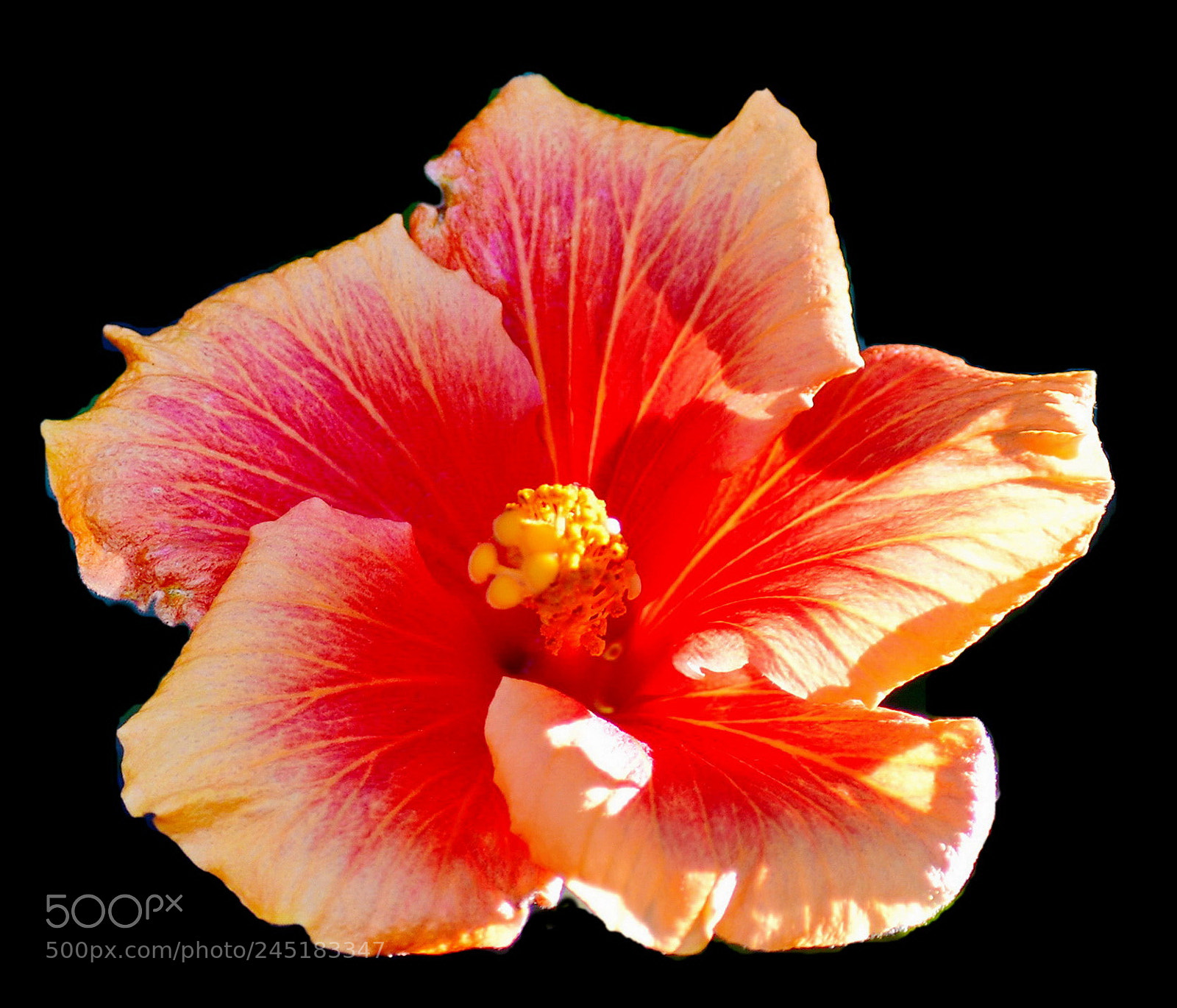 Nikon D7200 sample photo. Gold and red flower photography