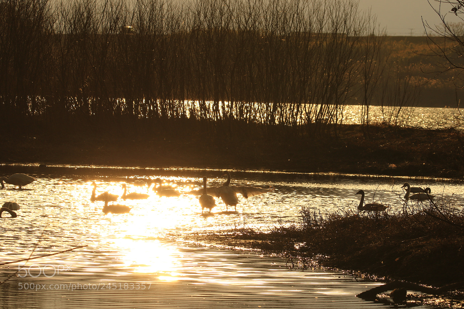Canon EOS 7D Mark II sample photo. Tundra swan  コハクチョウ photography