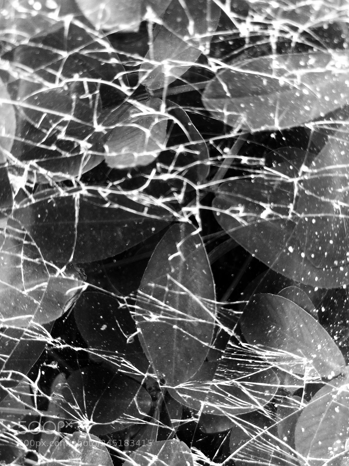 Motorola Moto G (4) sample photo. Broken nature photography