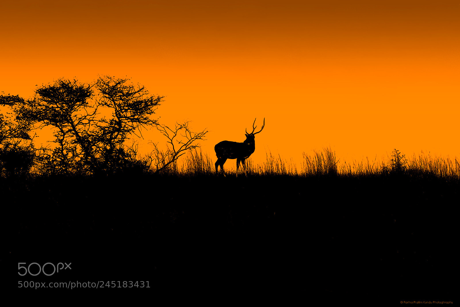Canon EOS 7D Mark II sample photo. Spotted deer silhouette photography
