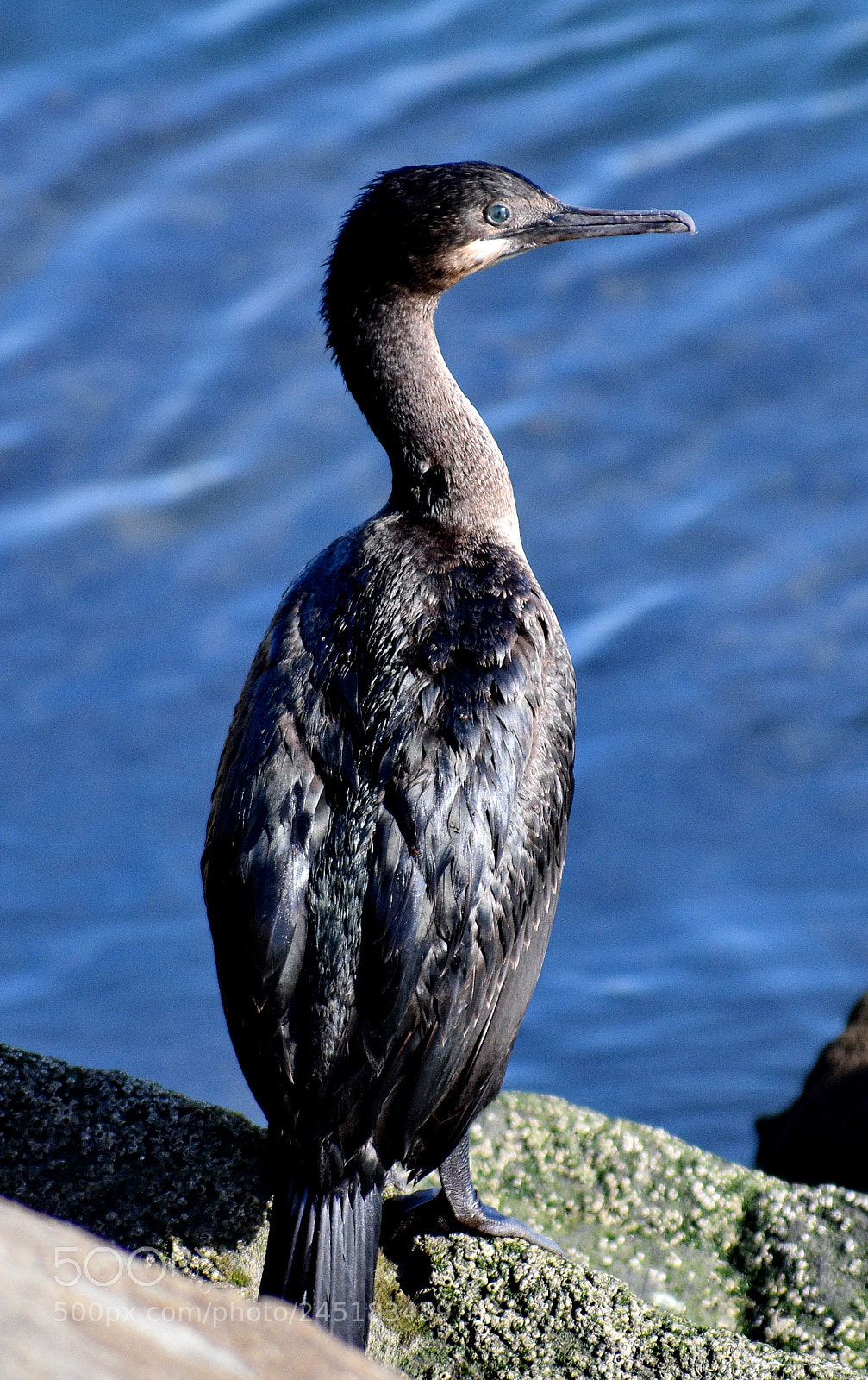 Nikon D7200 sample photo. Black cormorant watching the photography