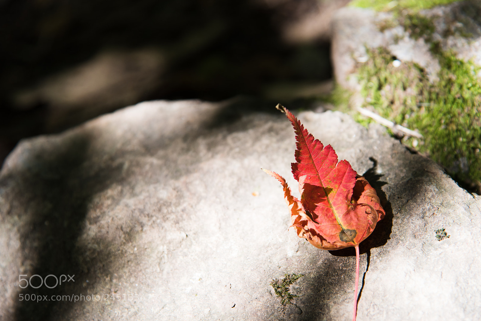 Nikon D810 sample photo. One leaf photography