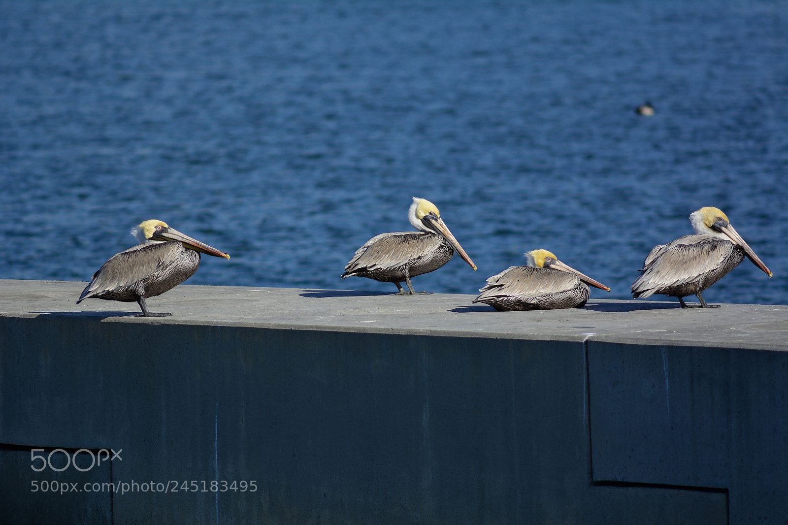 Nikon D7100 sample photo. Brown pelicans sunning photography