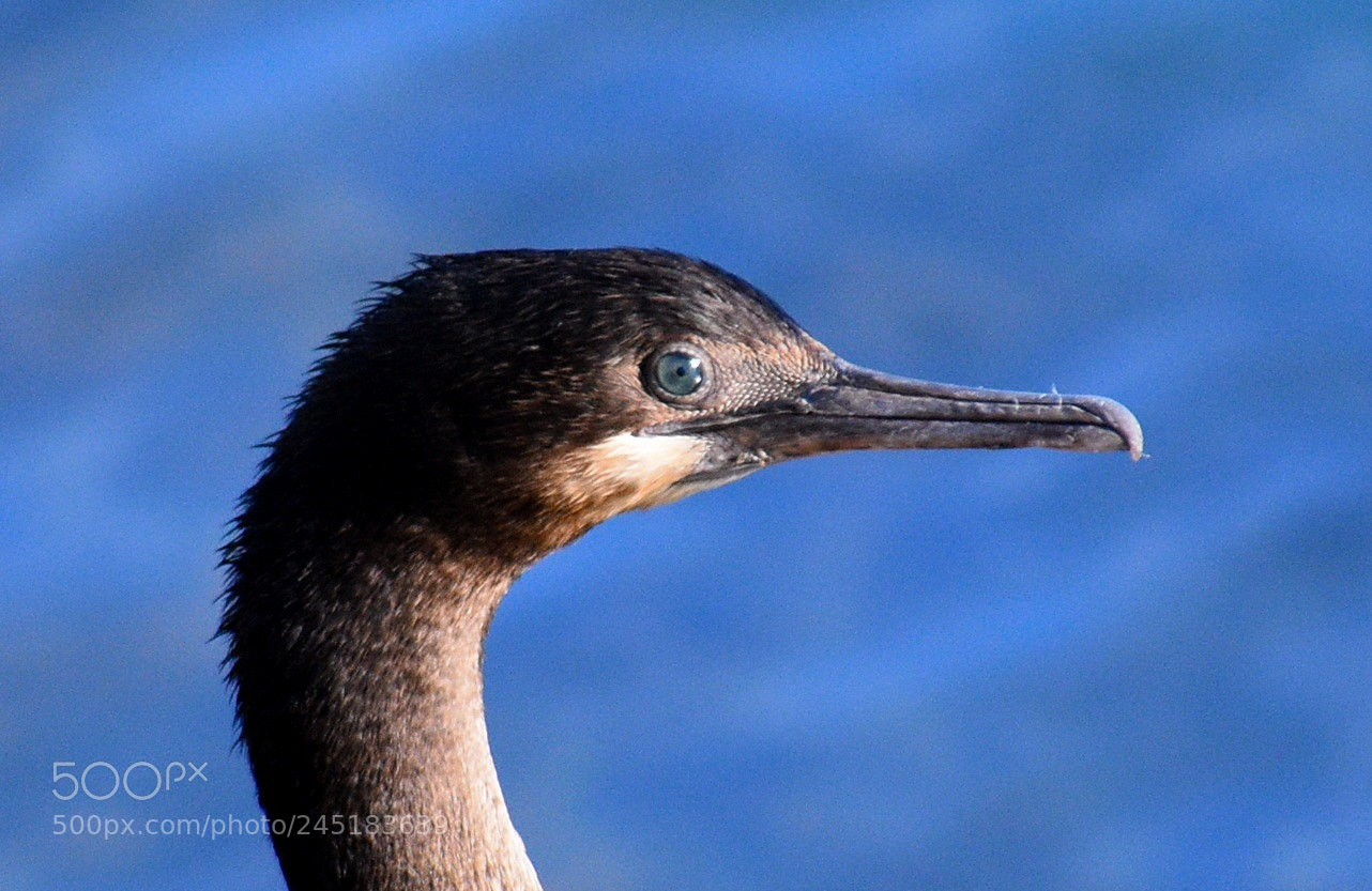 Nikon D7200 sample photo. Black cormorant portrait photography