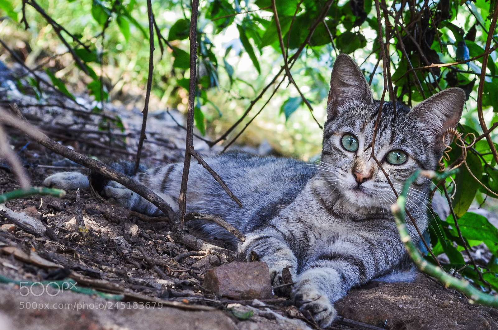 Nikon D5100 sample photo. Cleonice cat photography