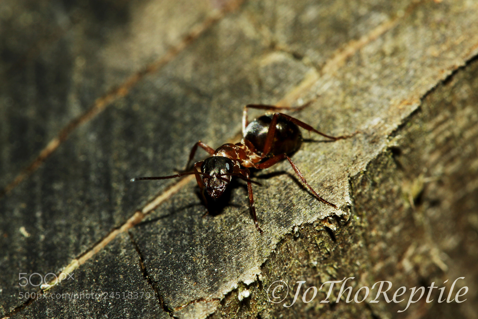Canon EOS 50D sample photo. Formica sanguinea photography