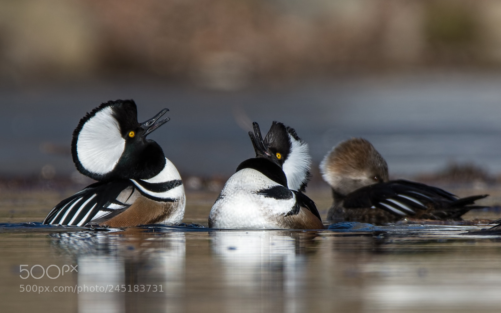 Nikon D7200 sample photo. Hooded mergansers photography