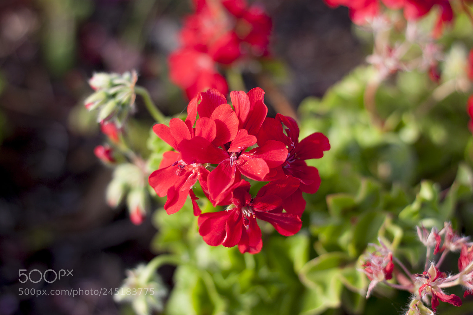 Canon EOS 500D (EOS Rebel T1i / EOS Kiss X3) sample photo. Red flower photography