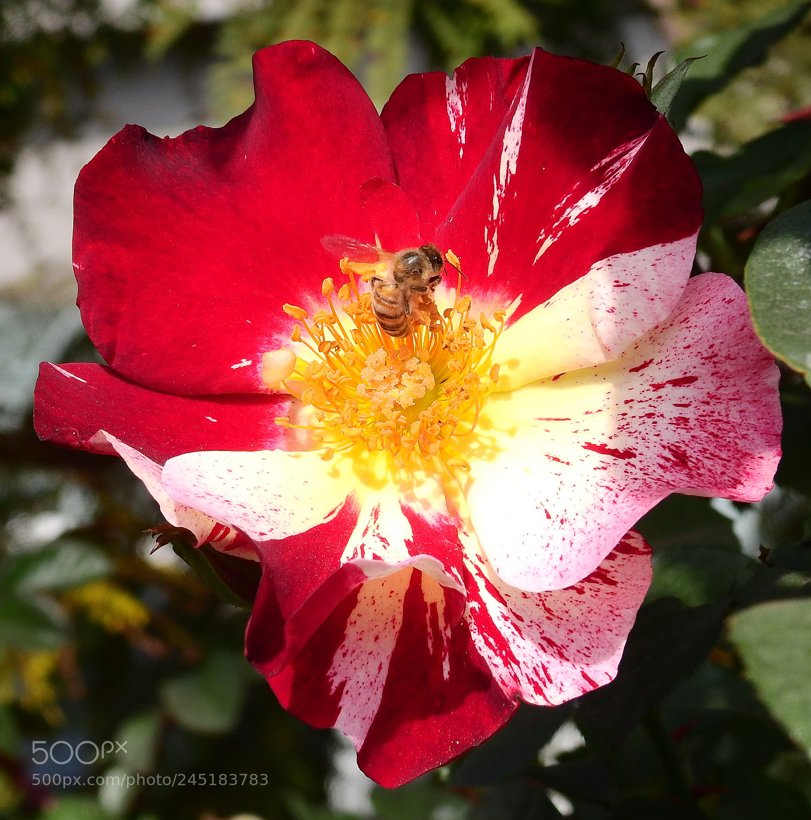 Nikon Coolpix P900 sample photo. Bee on a red photography