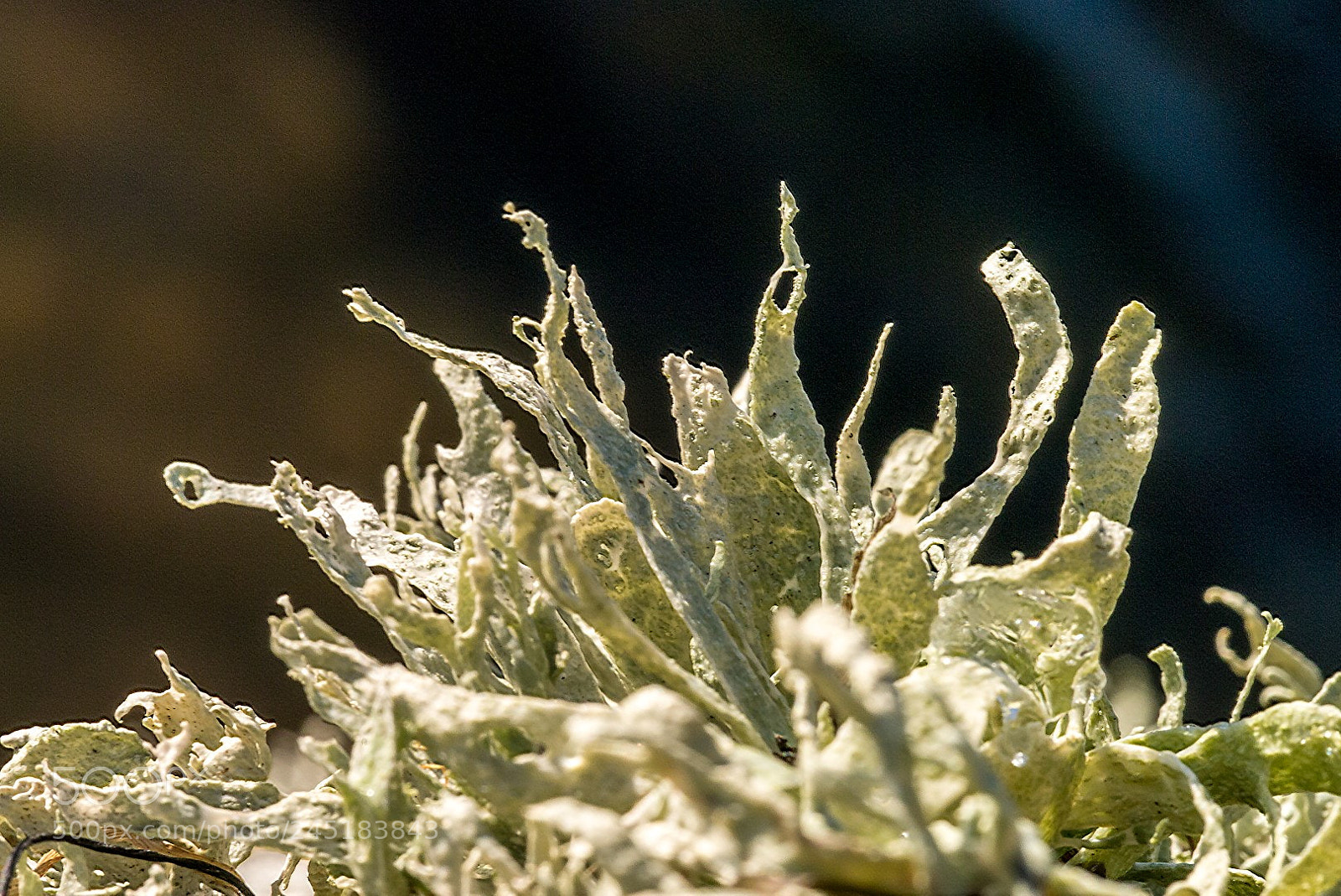 Panasonic Lumix DMC-GX1 sample photo. Lichen photography