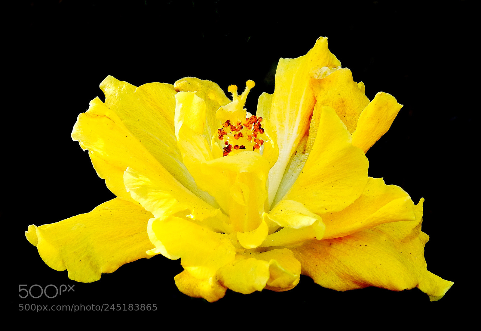 Nikon Coolpix P900 sample photo. Yellow hibiscus flower photography